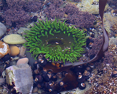 green sea anemones