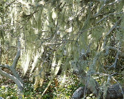 elfin forest morro bay california