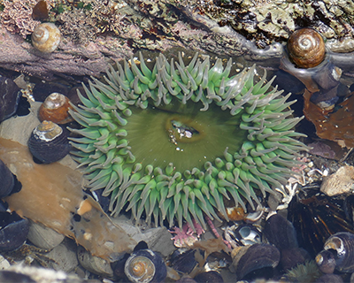 giant green sea anemone tide pools montana de oro state park morro bay california