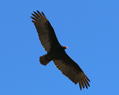 california turkey vulture