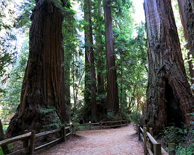 henry cowel redwoods state park