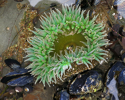 green sea anemone natural bridges tidepools santa cruz