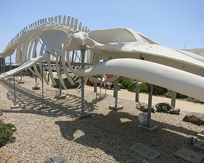 blue whale skeleton seymour discovery marine center