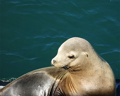 california sea lion santa cruz wharf 