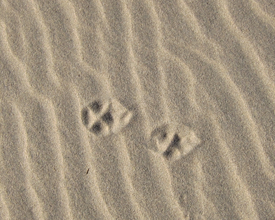 animal tracks sand dunes death valley