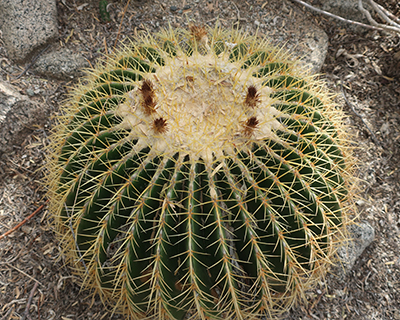 living desert zoo gardens palm springs golden barrel cactus
