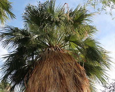 california fan palm