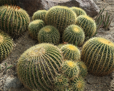 golden barrel cactus living desert zoo and gardens palm springs