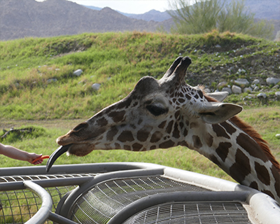 feed giraffe living desert zoo and gardens palm springs