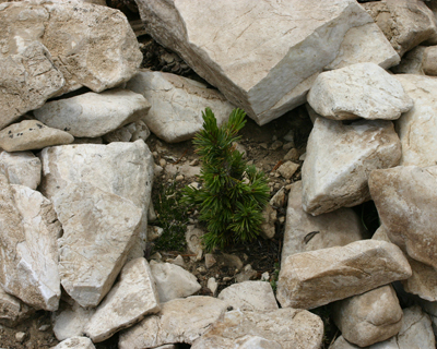 bristlecone pine tree seedling