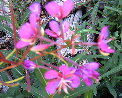 fireweed wildflowers reds meadow california