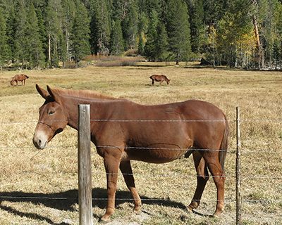 horses grazing reds meadow california