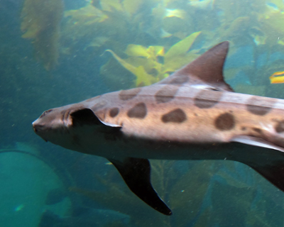 leopard shark monterey bay aquarium