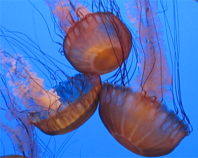 monterey bay aquarium umbrella jellies