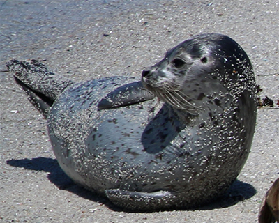 monterey california sea lion