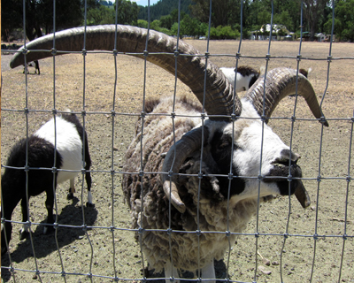 calistoga animal farm four horned sheep
