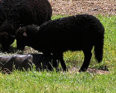 black sheep connolly ranch napa california