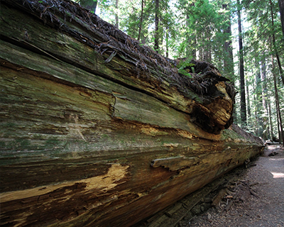dyerville giant redwood