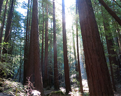 armstrong redwoods state reserve