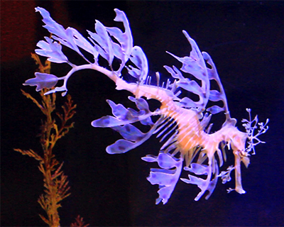 weedy sea dragon birch aquarium
