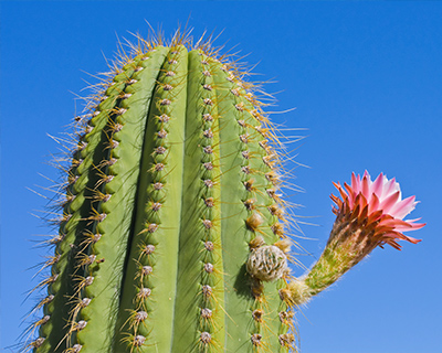 Cactus Desert Garden Balboa Park San Diego