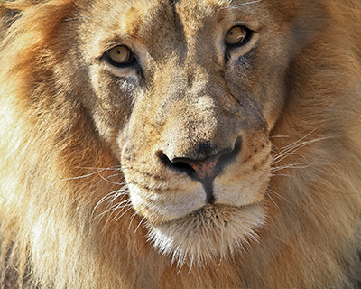 lion san diego zoo