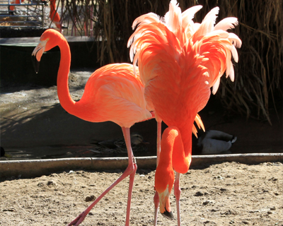 san diego zoo pink flaminos