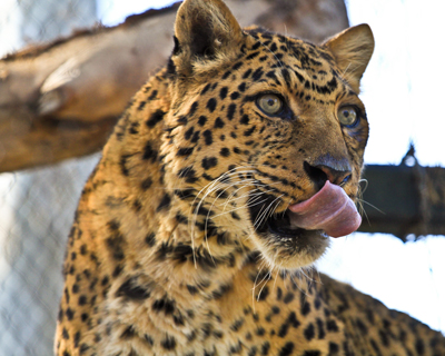 san diego zoo leopard