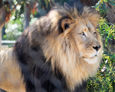 san diego zoo lion