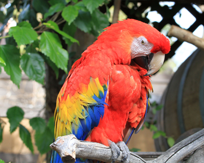 san diego zoo macaw