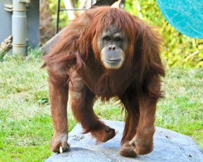 san diego zoo orangutan