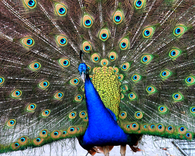 san diego zoo peacock