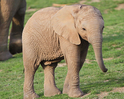 san diego zoo safari park baby elephant