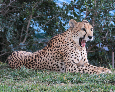 san diego zoo safari park cheetah yawning