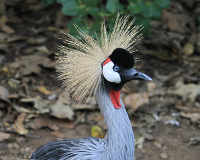 san diego zoo safari park east african crowned crane