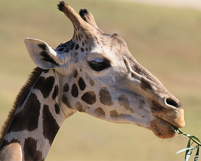 san diego zoo safari park giraffe eating