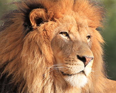 san diego zoo safari park lion