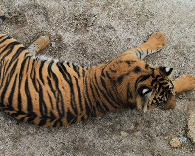 Travel for Kids San Diego Zoo Safari Park Photos