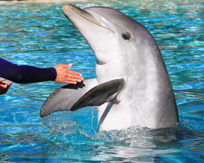 dolphins seaworld
