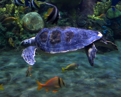 sea turtles seaworld san diego