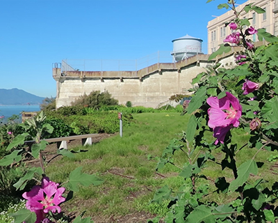 alcatraz garden