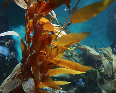 california academy sciences aquarium giant kelp forest