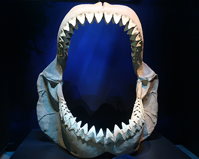 california academy sciences megalodon shark fossil