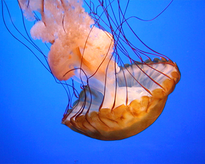 california academy sciences aquarium moon jelly