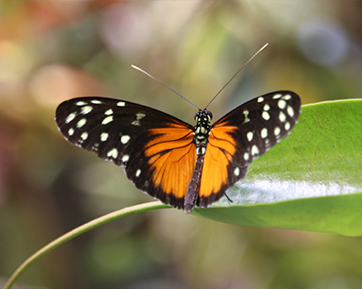 california academy sciences rainforest butterfly