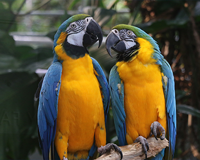 california academy sciences blue and gold macaws