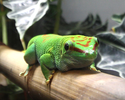 san francisco golden gate park california academy sciences madagascar day gecko