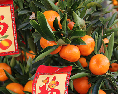 chinese new year lucky tangerine tree