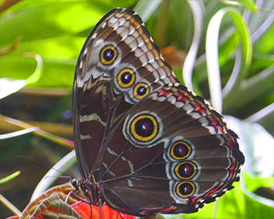 morpho butterfly osher rainforest california academy sciences golden gate park