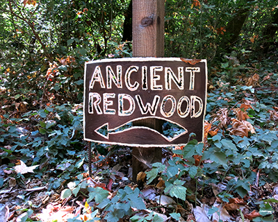 ancient redwood trail jack london state park